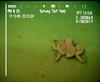 Octopus from Mauritania (Benthoctopus sp.?)