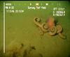 Octopus from Mauritania (Benthoctopus sp.?)