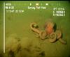 Octopus from Mauritania (Benthoctopus sp.?)