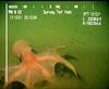 Octopus from Mauritania (Benthoctopus sp.?)