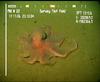 Octopus from Mauritania (Benthoctopus sp.?)