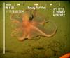 Octopus from Mauritania (Benthoctopus sp.?)