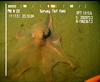 Octopus from Mauritania (Benthoctopus sp.?)