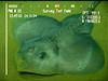 Bathyraja sp. Ray.