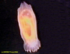 Swimming sea cucumber