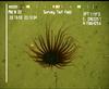 Cerianthid anemone.