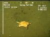 Goniasterid seastar.