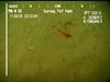 Palemonid prawn