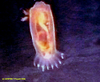 Peniagone sea cucumber