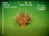 Actinarian anemone