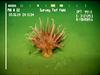Actinarian anemone