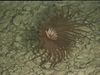 Ceranthid anemone