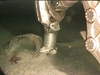 Ceranthid anemone capture