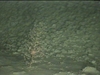 Chrysogorgia sp. Soft coral