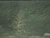 Chrysogorgia sp. Soft coral