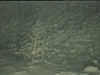 Chrysogorgia sp. Soft coral