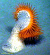 Venus Flytrap Sea Anemone