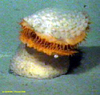 Venus Flytrap Sea Anemone