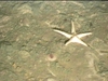 Nymphaster arenatus Seastar