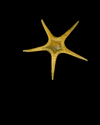 Nymphaster arenatus Seastar