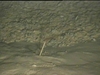 Sabellid polychaete Tube worm