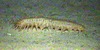 Sea cucumber (holothurian)
