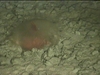 Unknown cnidarian