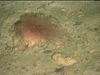 Unknown cnidarian
