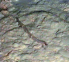 Unknown (probably echiuran)