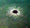Unknown Anemone