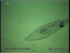 Squid