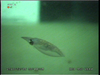 Squid