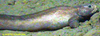 Eelpout