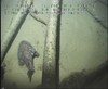 Lophiodes beroe monkfish from Brazil