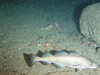 Cod