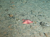 Porania pulvillus