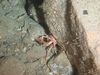 Squat lobster feeding on krill