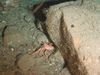 Squat lobster feeding on krill