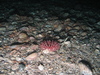Anemone