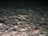 Asterias rubens