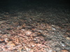 Ophiothrix fragilis