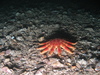 Crossaster papposus