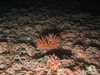 Anemone