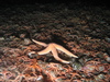 Asterias rubens