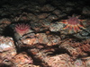 Crossaster papposus