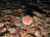 Echinus esculentus
