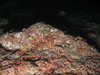 Ophiothrix fragilis