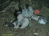 Soft coral