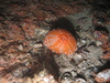 Anemone