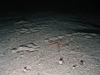 Ophiura albida